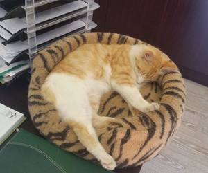 Donations Needed For The Animals