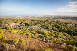 Guided Milkwood Forest Walks & Fynbos-Clad Mountain Hikes