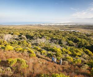 Guided Milkwood Forest Walks & Fynbos-Clad Mountain Hikes