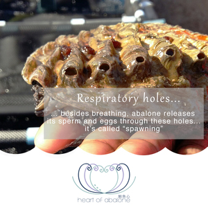 Nr7_Respiratory_holes_1568283765