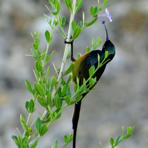 birdlife_on_farm_1568381909