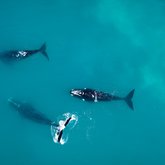 Gansbaai aerial photography