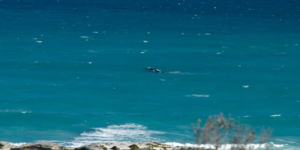 de_hoop_image_4_1568729948