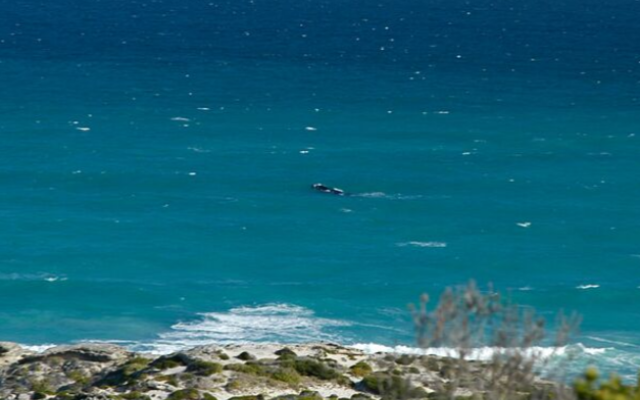 de_hoop_image_4_1568729948