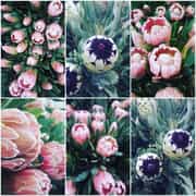 Indigenous South African Flowers