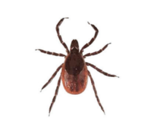 How To Keep Ticks Away
