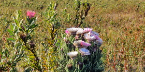 Gansbaai & Pearly Beach Horse Trails