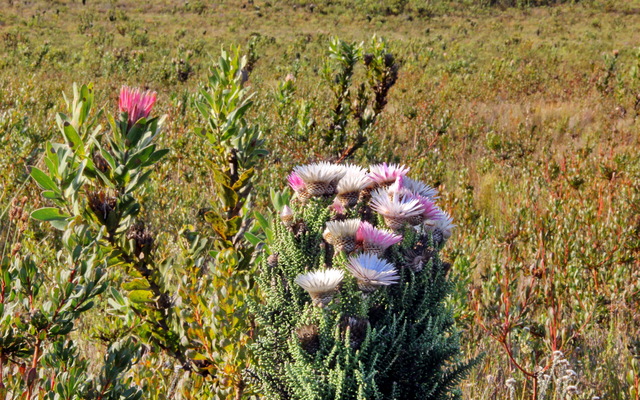 Gansbaai & Pearly Beach Horse Trails