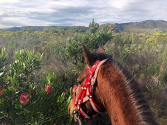 Springtime in the Overberg