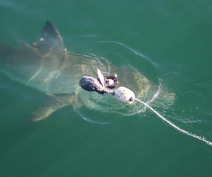 Things To Do In Gansbaai