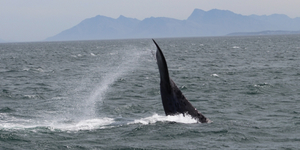 lobtailing_small_800x534_1570017917