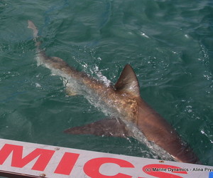 Daily Blog 08 October 2019 | White Shark Diving Gansbaai