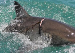 Beseerde Grootwithaai