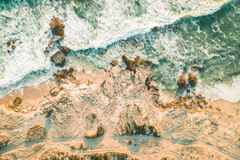 Southern Right Whales Migrate