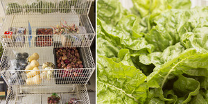 napier_speciality_shop_die_melkstal_fresh_grown_veggies_1543909632_1571918374