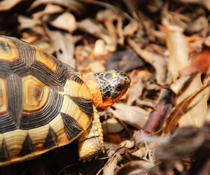 Caution: Tortoise Crossing
