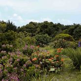 Betty's Bay - Harold Porter Botanical Gardens - Garden View