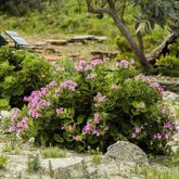 Betty's Bay - Harold Porter Botanical Gardens - Flowers