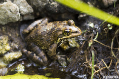 bettys_bay_outdoot_things_to_do_harold_porter_botanical_garden_frog_at_pond_1572354524