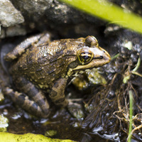 Betty's Bay - Harold Porter Botanical Gardens - Frog At Pond