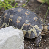 Betty's Bay - Harold Porter Botanical Gardens - Tortoise