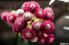 bettys_bay_outdoot_things_to_do_harold_porter_botanical_garden_flora_exposure_1572353672