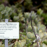 Betty's Bay - Harold Porter Botanical Gardens - Pig's Ears