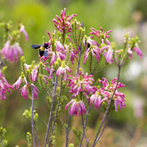Betty's Bay - Harold Porter Botanical Gardens - Habitat of Flowers And Insects