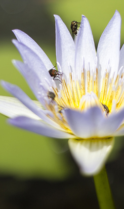 bettys_bay_outdoot_things_to_do_harold_porter_botanical_garden_water_lilly_1572354334
