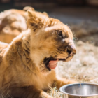 A tale of two lions - Karlos and Ivana