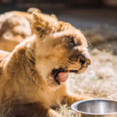 A tale of two lions - Karlos and Ivana