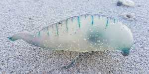 WhatsApp_Image_2019_10_31_at_09.26.07_1572527026