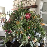 Fynbos - Blue Goose - Gansbaai