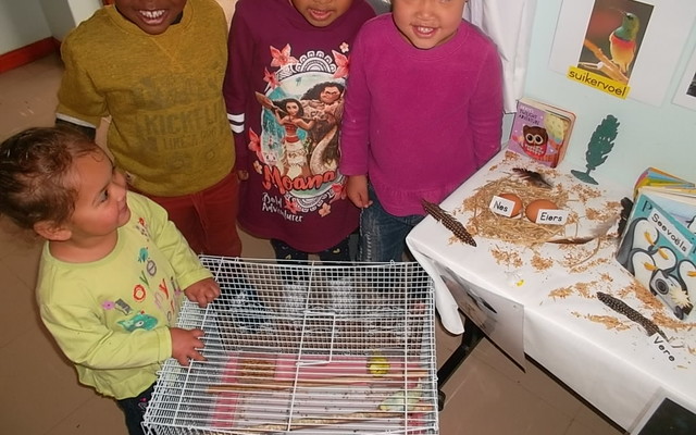 PK_Bird_Display_1572867874