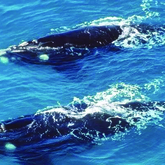 Bredasdorp - Cape Agulhas Tourism Office