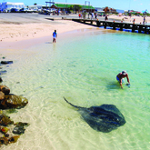 Bredasdorp - Cape Agulhas Tourism Office - Stingray In Struisbaai Harbour