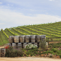 Stanford Wine Route - Tour