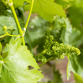 Stanford Wine Route - Fruits