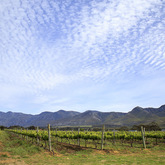 Stanford Wine Route -The View