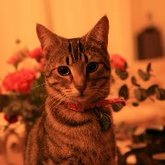 House sitter - Beautiful Pixie in Franskraal - Grace House and Pet Sitting - Xplorioâ„¢ Gansbaai