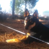 House Sitter / Pet Sitter with Cleo in Baardskeerdersbos - Grace House and Pet Sitting - Xplorioâ„¢ Gansbaai