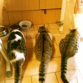 House sitter / pet sitter with Leeloo, Pixie and Loki in Cape Town