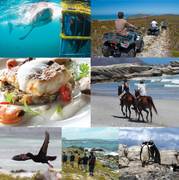 Top Attractions in Gansbaai