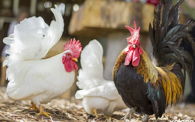 stanford_coffee_shop_cafe_stanford_agri_coffee_shop_friendly_farm_vibe_1548836754_1573568845