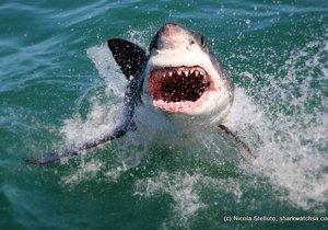 Photo of the day - Leaping sharks!