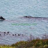Whale Watching - Percy Tours - Hermanus