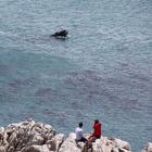 Whale Watching - Percy Tours - Hermanus