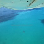 Whale Watching - Percy Tours - Hermanus