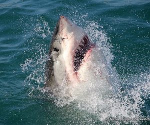 great white sharks Marine Dynamics
