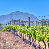 Benguela Cove - RE/MAX Town and Country - Hermanus